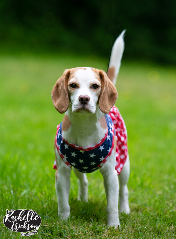 Seattle Pet Photographer, Seattle Portrait Photographer