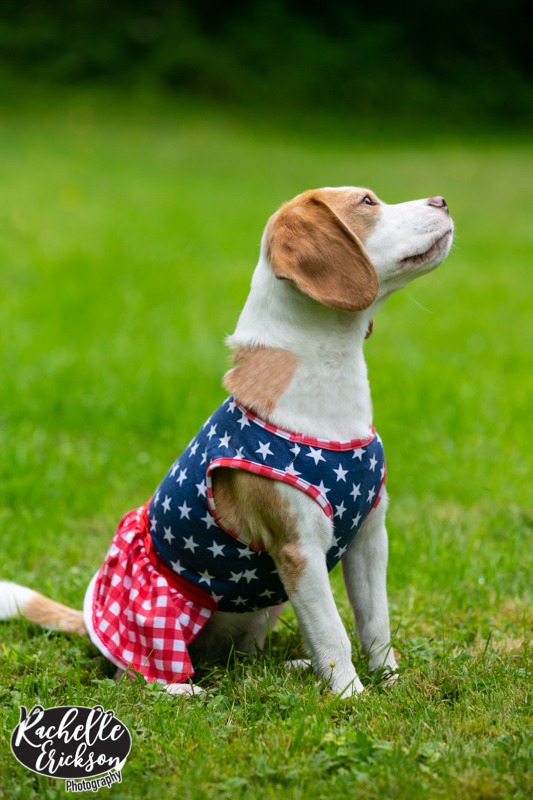 Seattle Pet Photographer, Seattle Portrait Photographer